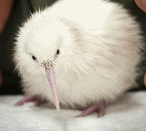 Short Kiwi