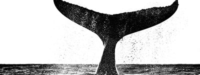 Blackrock whale