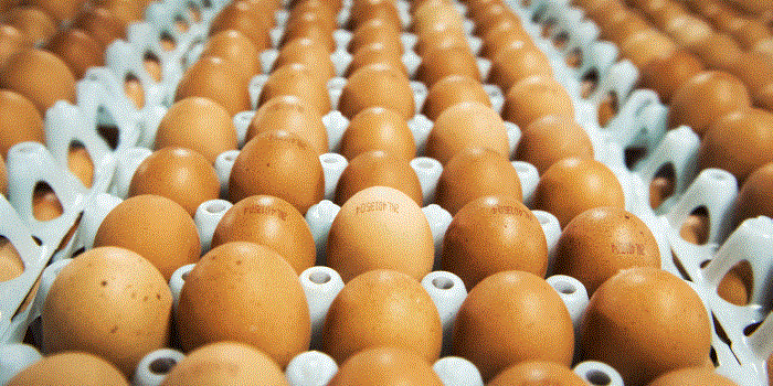 Vogelgriep kans voor Amerikaanse eierproducenten