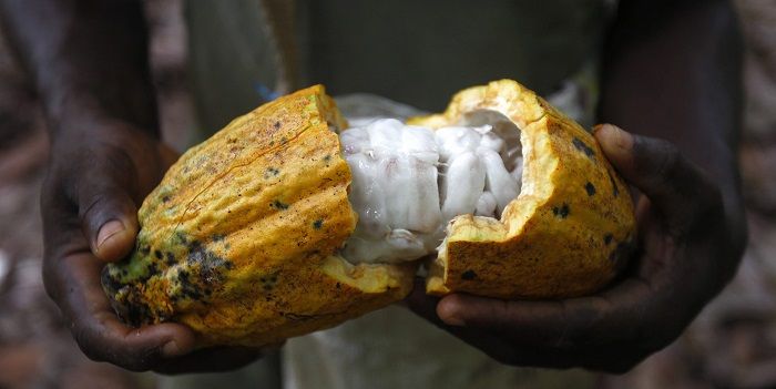 Cacao op hoogste niveau in zeven maanden