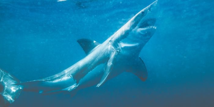 Dit kunt u doen om de gevreesde 'haaienbeet' te voorkomen
