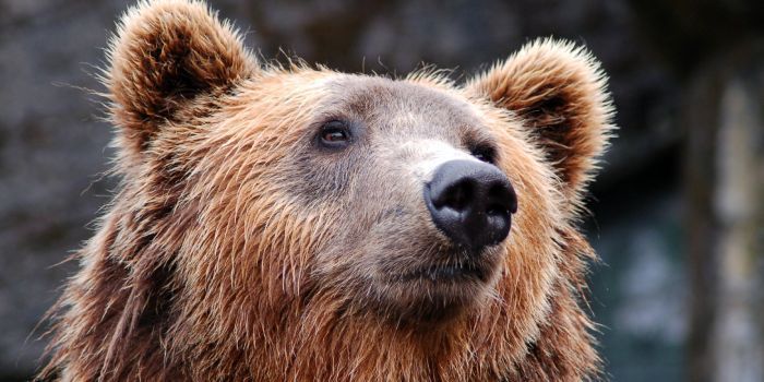 7 beleggingstips voor een bearmarkt