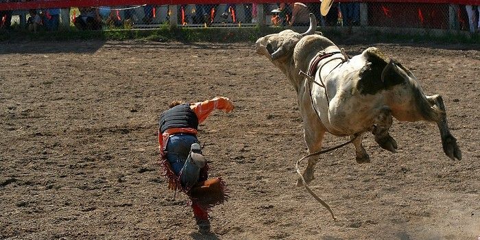 Uitbraak Besi-bulls?