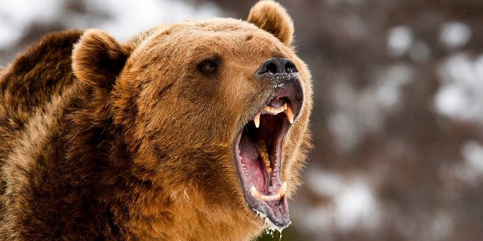 'Dit herstel is een bearmarktrally die op instorten staat'
