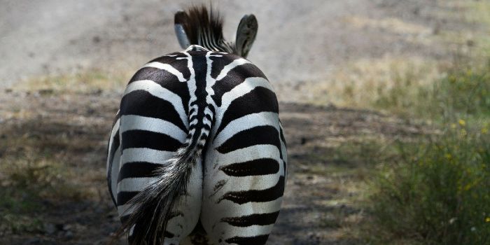 HEIJMANS verlaat de zebra