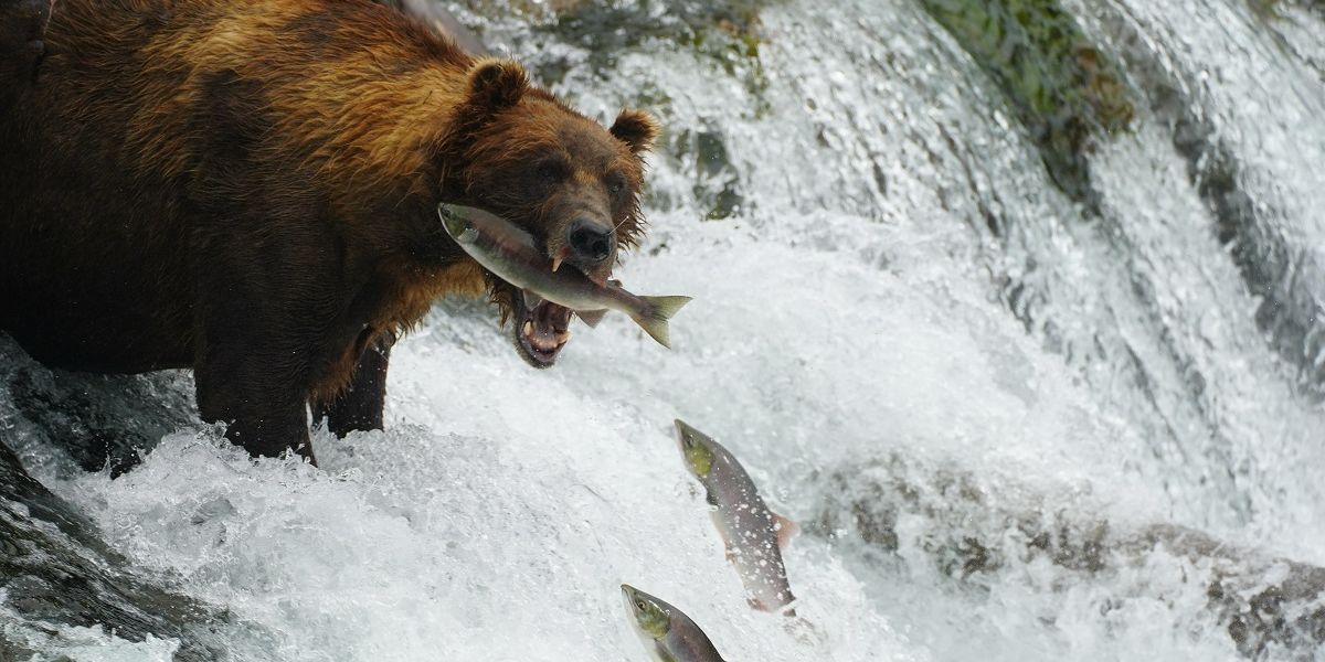7 dingen die helpen een bearmarkt door te komen