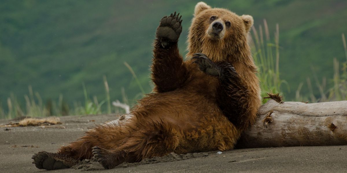 Vooruitblik: beren, bear markets, VS inflatie en aandelen op twee snelheden