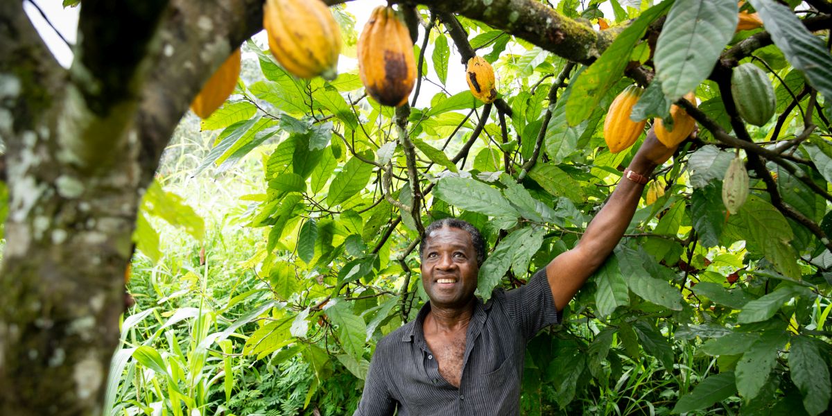 Grondstoffenoverzicht: gematigde daling in maart, cacao uitblinker