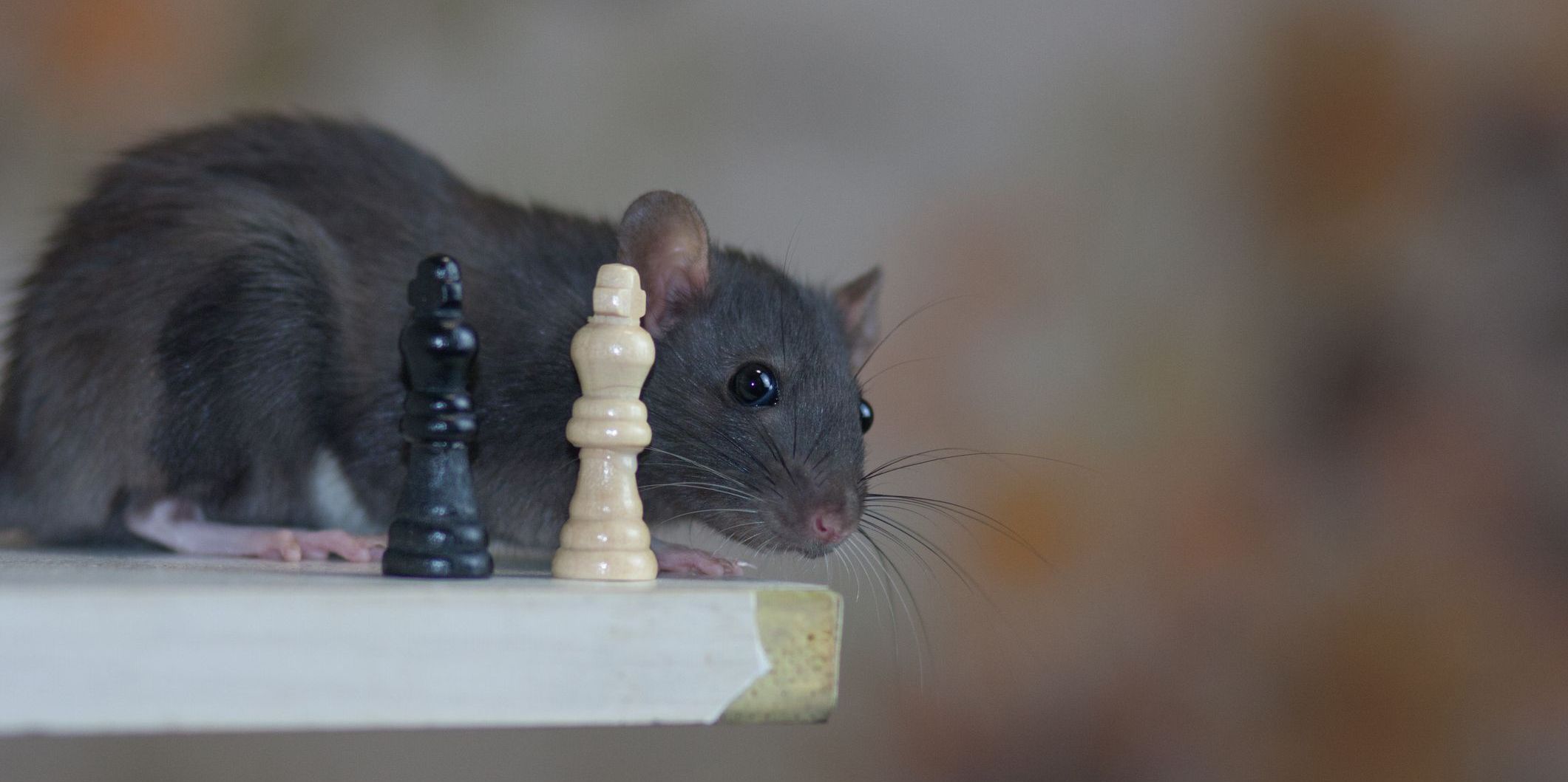 Psychologie en (ir)rationaliteit: grijze muizen en witte raven op de beurs