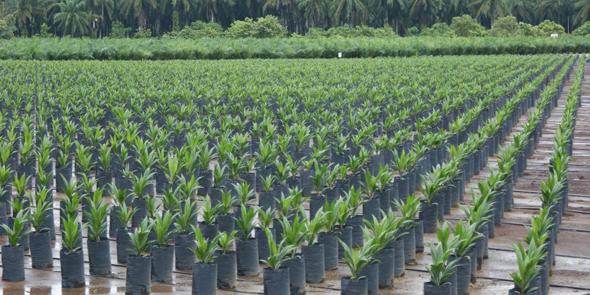 Indonesië verbiedt export palmolie