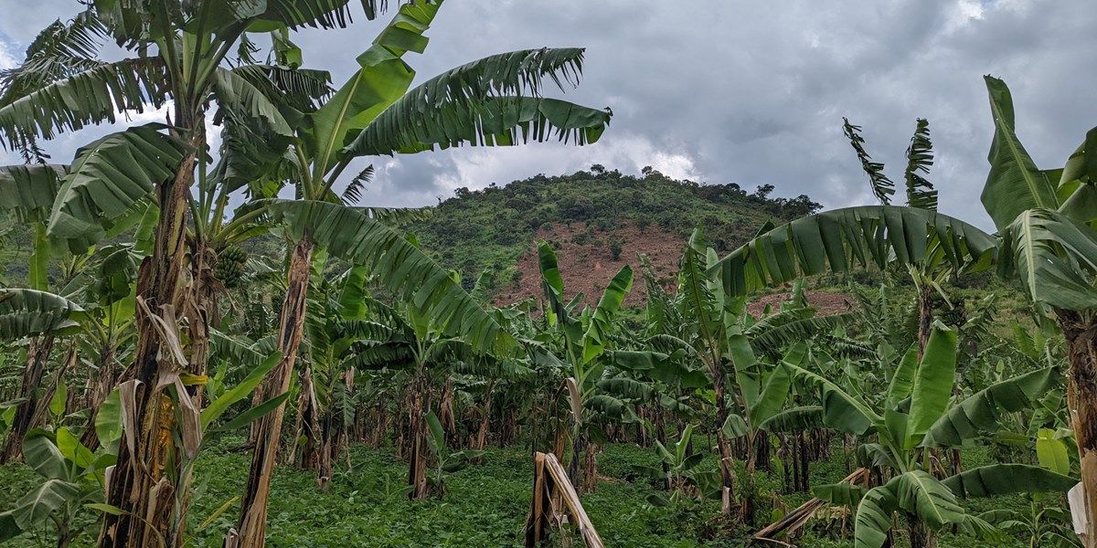 DGB gaat Ivoorkust helpen met bosherstel