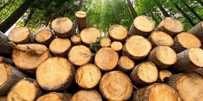 Omzetgroei voor houtveredelaar Accsys